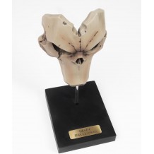 Figura Darksiders Prop Replic 1/2 - Death Mask (Limited Edition)