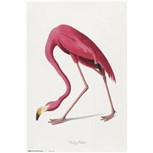 Poster American Flamingo