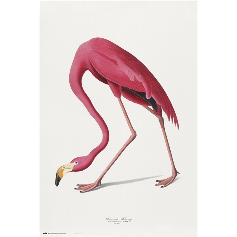 Poster American Flamingo