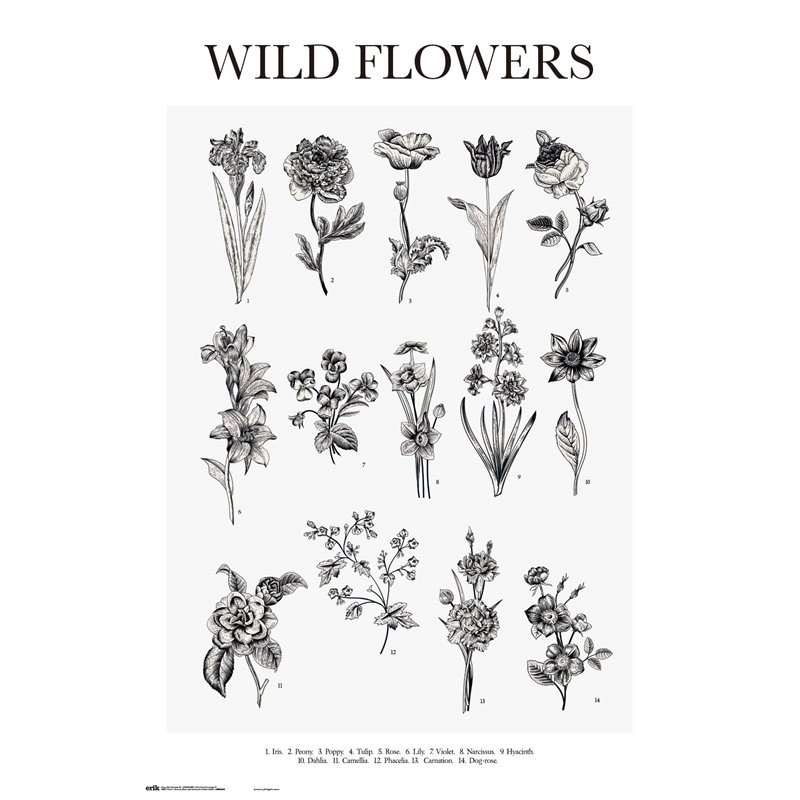 Poster Vintage Wild Flowers