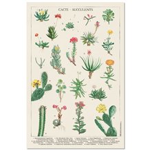 Poster Botanical Cacti