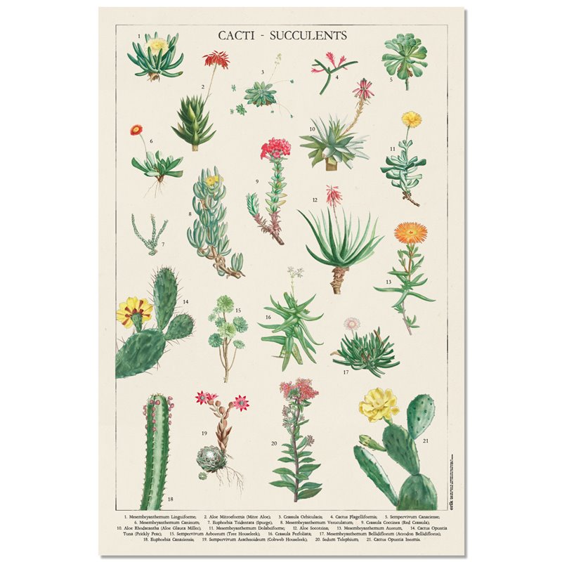 Poster Botanical Cacti