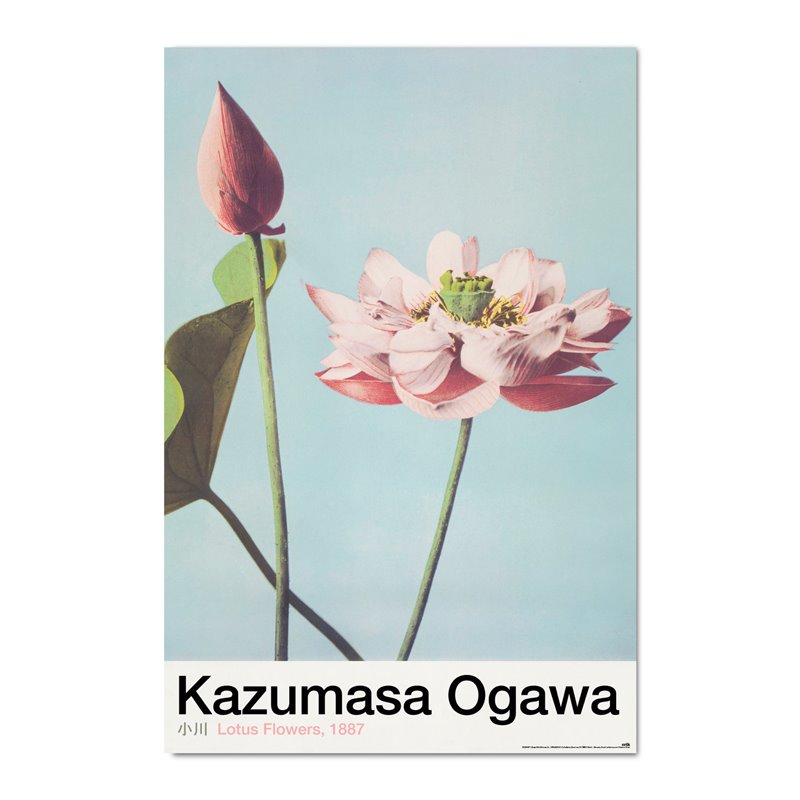 Poster Lotus Flowers By K.Ogawa